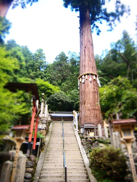  由岐神社の大杉